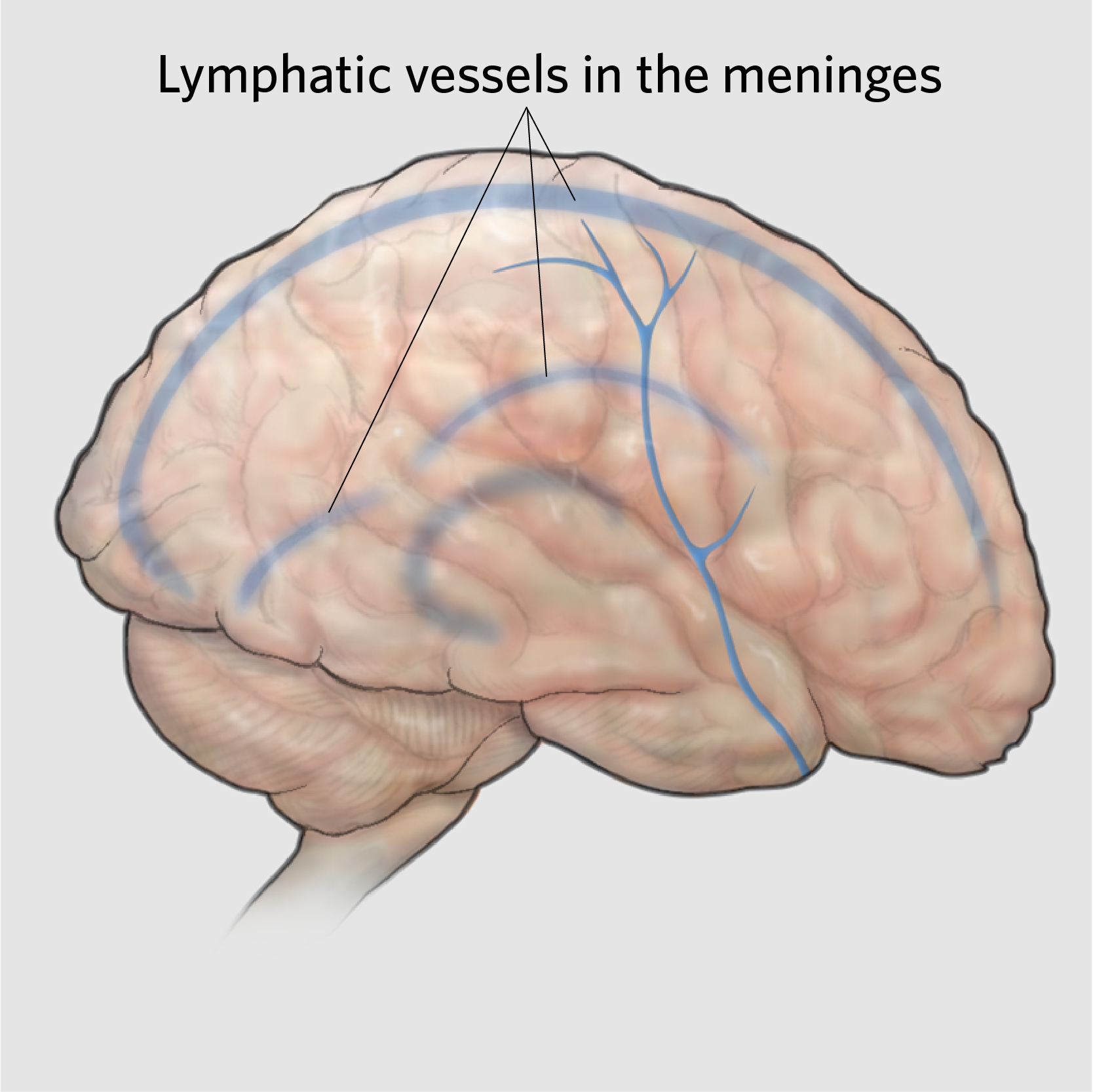 Glymphatic Therapy